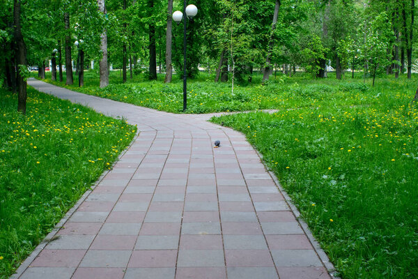 Landscaped path among the trees in the park, in summer