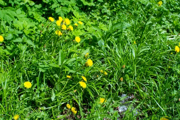 Flores Dente Leão Amarelo Parque Verão — Fotografia de Stock