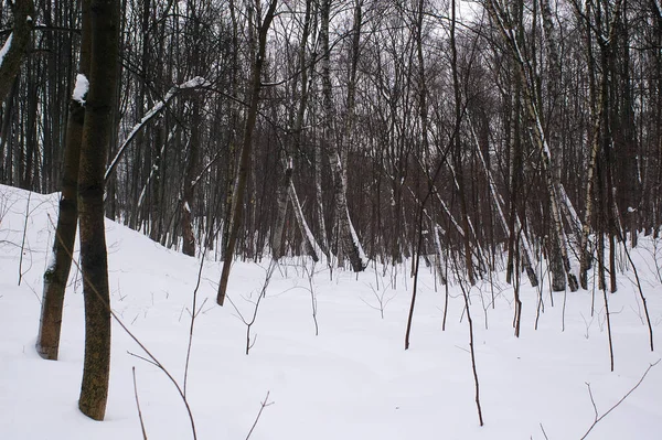 Bewölkter Wintertag Wald Moskau — Stockfoto