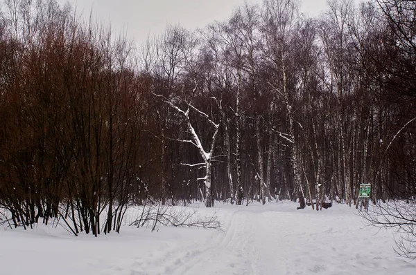 Зимний Облачный День Лесу Москва — стоковое фото