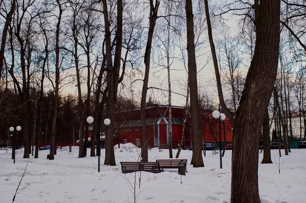 Vinter Overskyet Dag Skoven Moskva - Stock-foto