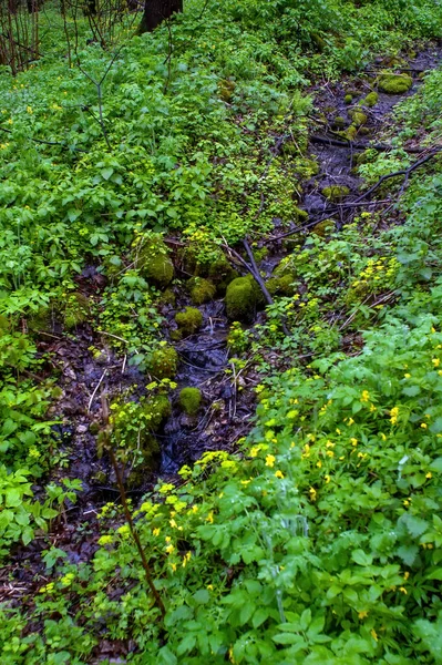 Bewaldetes Flussufer Einem Bewölkten Tag Frühling — Stockfoto