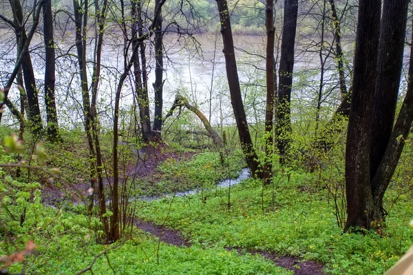 Leśny Brzeg Rzeki Pochmurny Dzień Wiosną — Zdjęcie stockowe