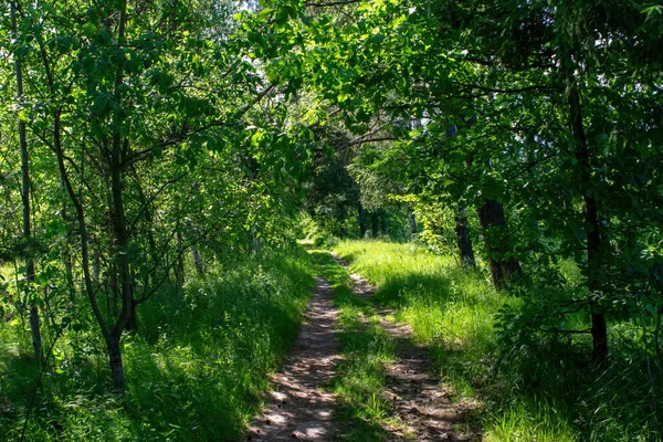 Dirt Path Forest Bright Day Summer — Stock Photo, Image