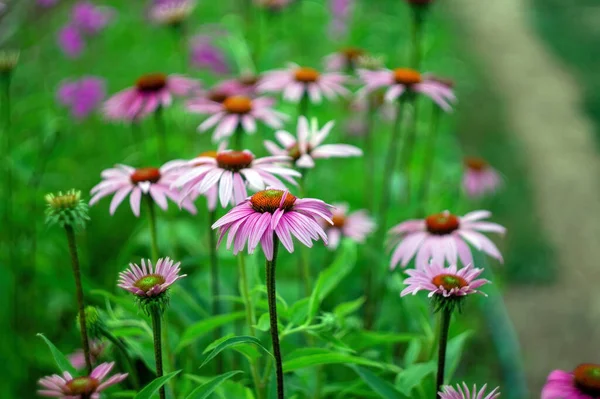 Flores Bonitas Jardim Verão — Fotografia de Stock