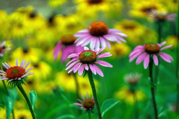Όμορφα Λουλούδια Στον Κήπο Καλοκαίρι — Φωτογραφία Αρχείου