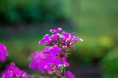 Yazın bahçedeki çimlerin arasında phlox