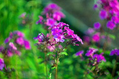 Yazın bahçedeki çimlerin arasında phlox