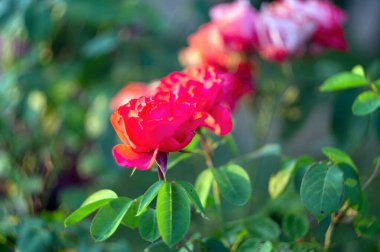 Bahçede güllerle dolu çalılar, yazın