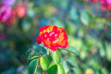 Bahçede güllerle dolu çalılar, yazın