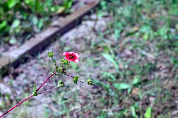 Small Red Flower Garden Summer —  Fotos de Stock