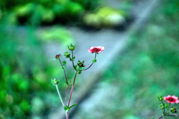 Piccolo Fiore Rosso Giardino Estate — Foto Stock