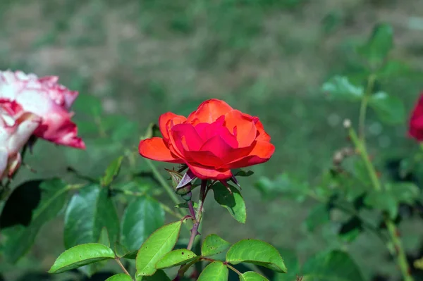 Bahçede Güllerle Dolu Çalılar Yazın — Stok fotoğraf