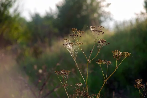 Grass Cobwebs Field Summer — стоковое фото
