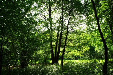Açık bir günde, yazın ağaçların gölgesi.
