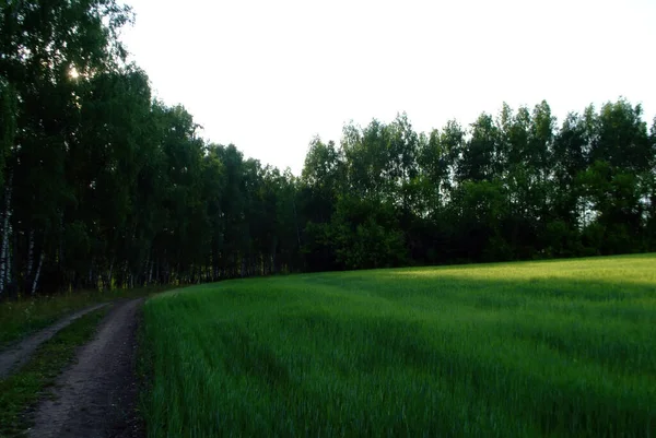 Feld Mit Weizen Einem Klaren Tag Sommer — Stockfoto