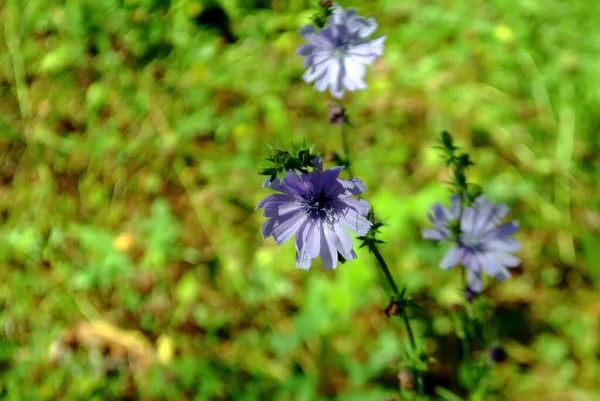 Flores Silvestres Azules Jardín Verano — Foto de Stock