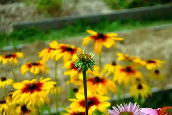 Hermosas Flores Jardín Verano — Foto de Stock