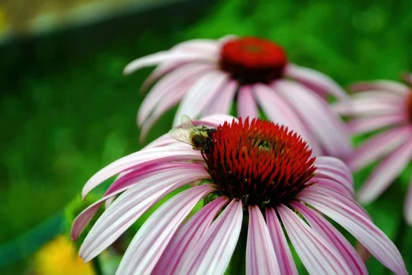 Abelha Recolhe Pólen Uma Flor Verão — Fotografia de Stock