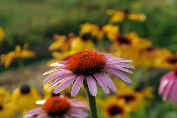 Krásné Květiny Zahradě Létě — Stock fotografie