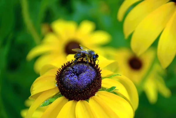 Abeja Recoge Polen Flor Verano — Foto de Stock