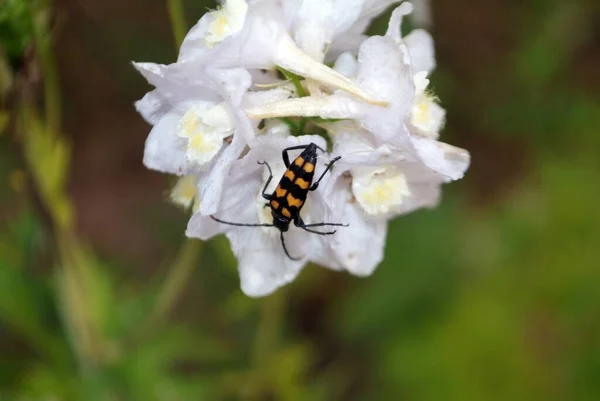 Escarabajo Rayado Una Flor Blanca Verano — Foto de Stock