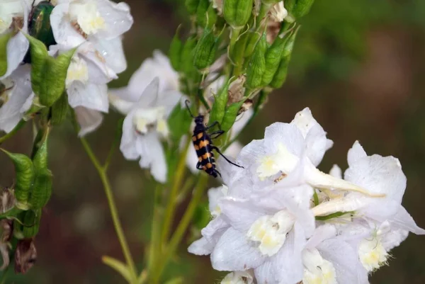 Escarabajo Rayado Una Flor Blanca Verano — Foto de Stock