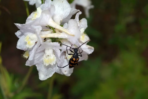 Escarabajo Rayado Una Flor Blanca Verano — Foto de Stock