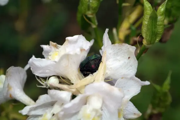 Escarabajo Verde Una Flor Blanca Verano — Foto de Stock