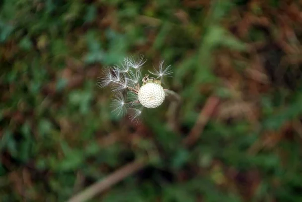 Dandelion Tua Hampir Tanpa Biji Musim Panas — Stok Foto