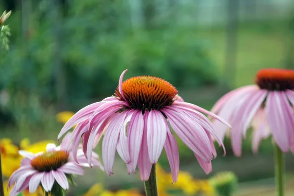 Schöne Blumen Garten Sommer — Stockfoto