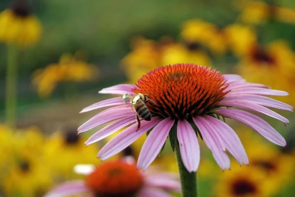 夏天蜜蜂在花朵上采集花粉 — 图库照片