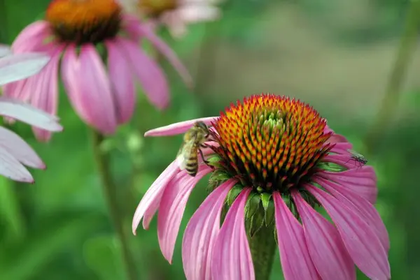 Včela Sbírá Pyl Květině Létě — Stock fotografie