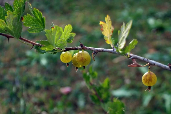 Yazın Bir Dalda Bektaşi Üzümü — Stok fotoğraf