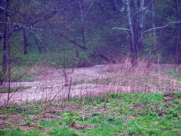 Turbulenter Bach Wald Aus Geschmolzenem Schnee Frühling — Stockfoto