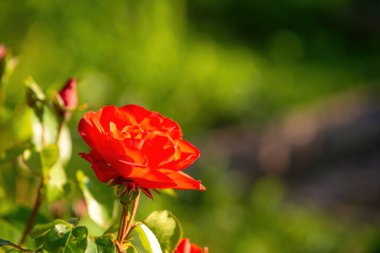 Bahçede güllerle dolu çalılar, yazın