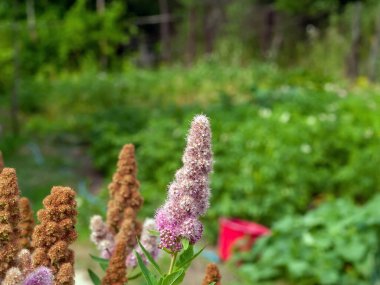 Bahçede küçük pembe çiçekler, yazın.
