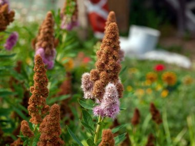 Bahçede küçük pembe çiçekler, yazın.