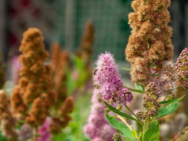 Bahçede küçük pembe çiçekler, yazın.