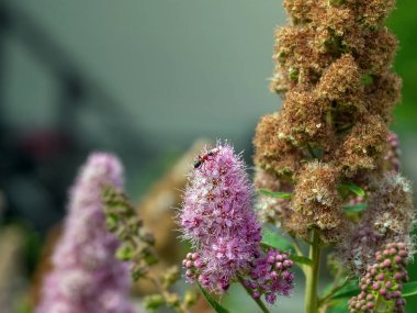 Bahçede küçük pembe çiçekler, yazın.