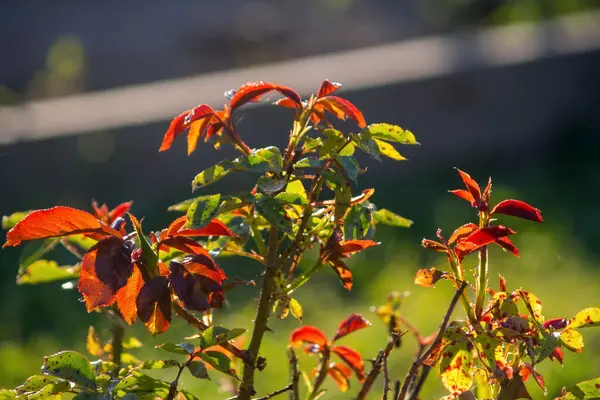 Arbusto Com Rosas Jardim Verão — Fotografia de Stock