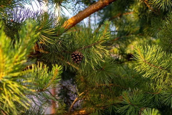 Branches Young Christmas Tree Cones Tree Summer — Stock Photo, Image