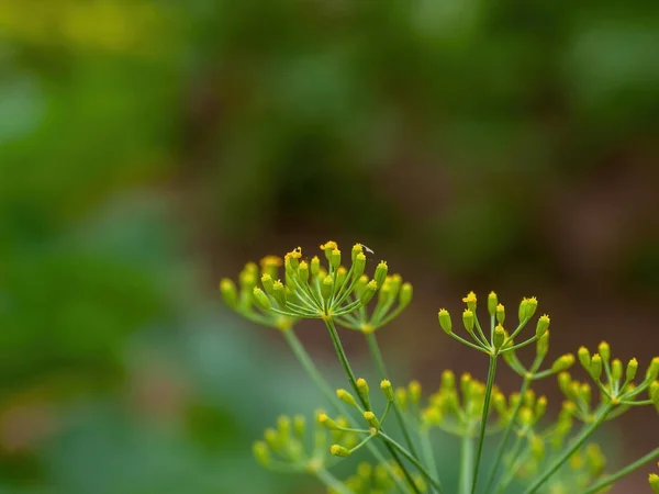 Las Semillas Eneldo Sobre Planta Jardín Verano — Foto de Stock