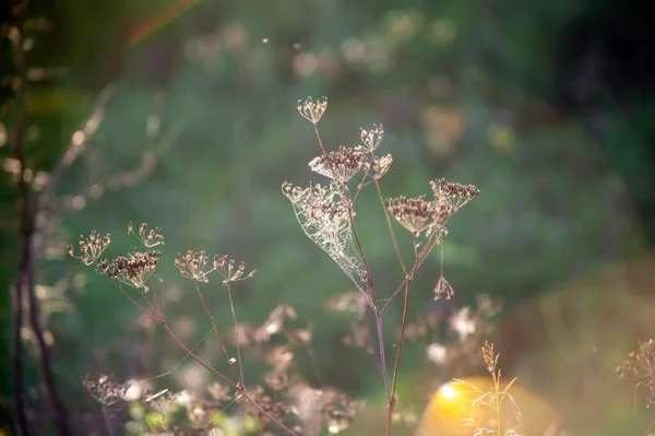 Web Hierba Del Año Pasado Primavera —  Fotos de Stock