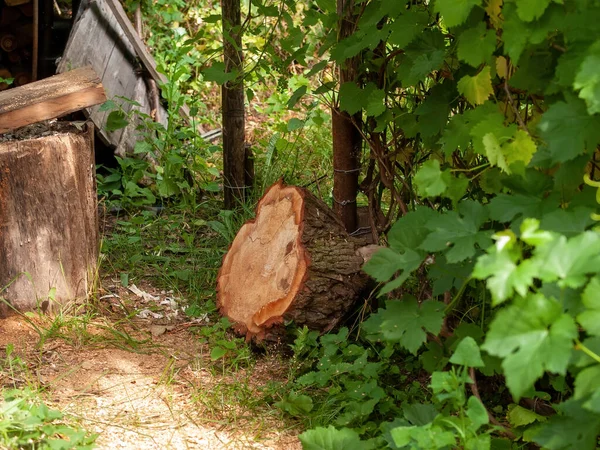 Duży Kikut Leży Obok Stosu Drewna Lecie — Zdjęcie stockowe