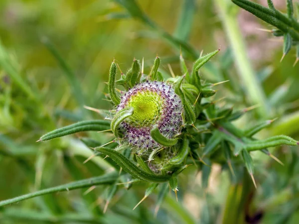 Branches Thorns Burdock Meadow Summer — Stock Photo, Image