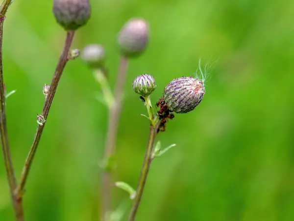 Branches Thorns Burdock Meadow Summer — Stock Photo, Image