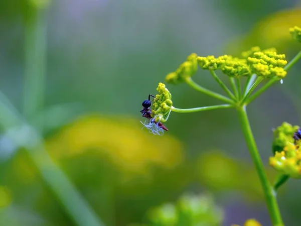 Hormiga Arrastra Sobre Inflorescencia Del Eneldo Verano — Foto de Stock