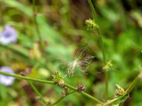 Dandelion Seeds Stuck Grass Summer — Stock Photo, Image