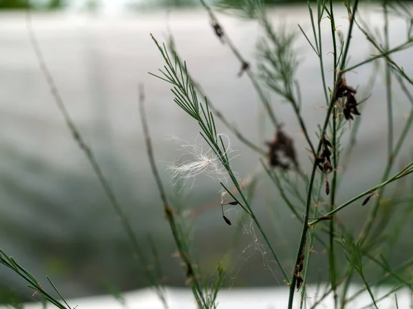 Graines Pissenlit Coincées Dans Herbe Été — Photo